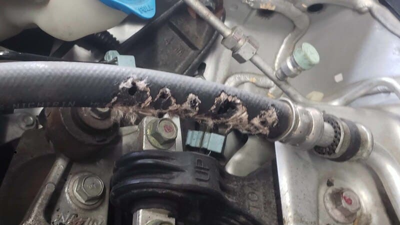 chuot can day dien 1